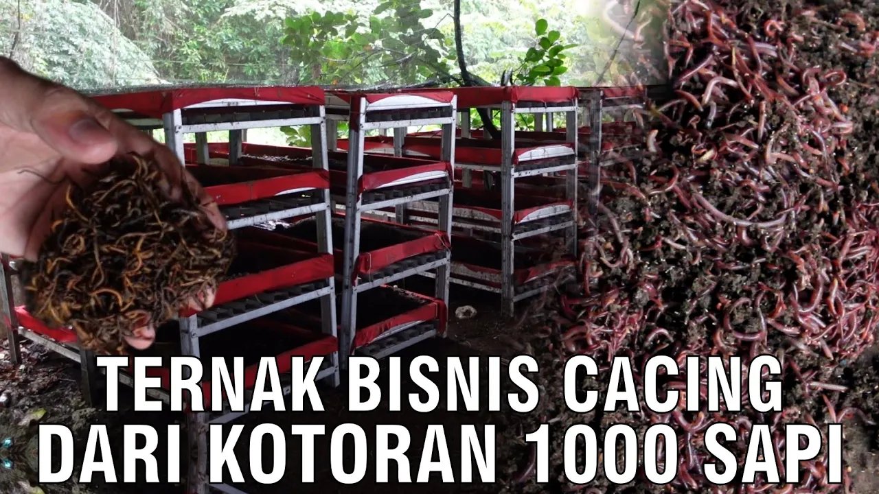 
                                 Bisnis-Ternak-Budidaya-Cacing-Dari-Kotoran-1000-Sapi